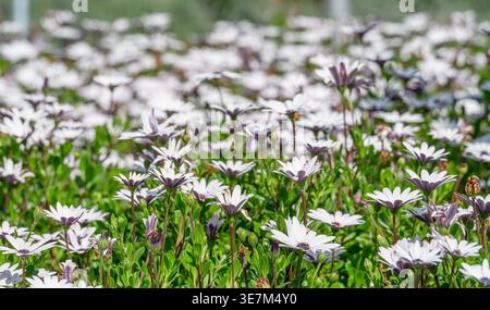 A beautiful field of white African daisies with dark purple centers blooming in a lush green garden under bright sunlight Stock Photo