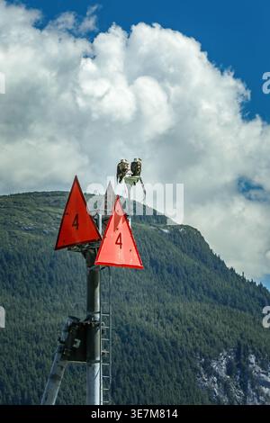Two majestic bald eagles perched on navigation markers overlooking a tranquil Alaskan fjord landscape Stock Photo