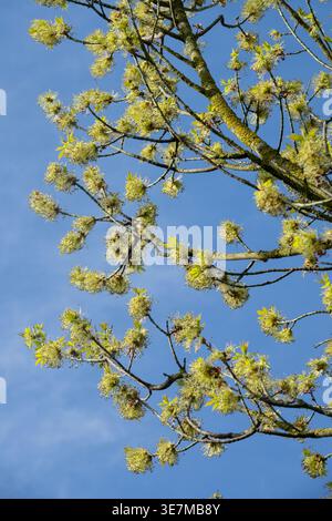 Flowering branches of a Box Elder maple tree with yellow blossoms against a clear blue sky in early spring. Stock Photo