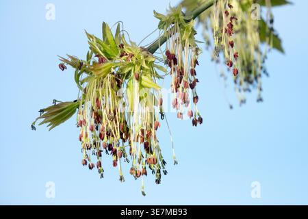 Close-up of a flowering Box Elder maple branch with red anthers against a clear blue sky in Czech Republic Stock Photo