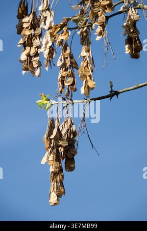 Dry winged seeds and fresh green buds on a Box Elder maple branch against a clear blue sky in early spring Stock Photo
