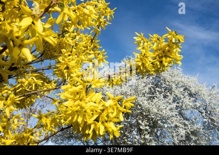 Vibrant yellow flowers of a Forsythia bush and white blossoms of a fruit tree against a clear blue sky in early spring Stock Photo