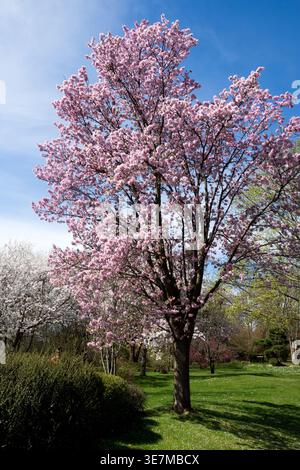 Pink flowers of a flowering Prunus cerasifera Rancho cherry plum tree in a park against a blue sky during early spring Stock Photo