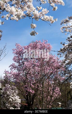 Flowering pink Prunus cerasifera Rancho tree framed by white blossoms against a blue sky in early spring Stock Photo