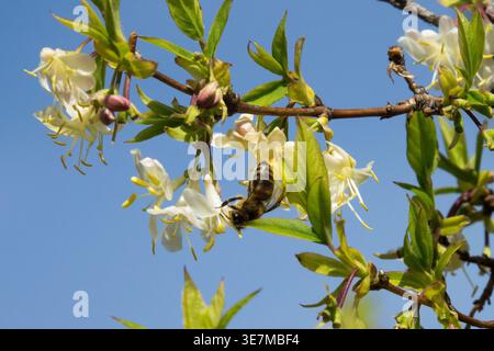 Honey bee pollinating white flowers of a Lonicera purpusii Winter Beauty bush as a vital food source in early spring Stock Photo