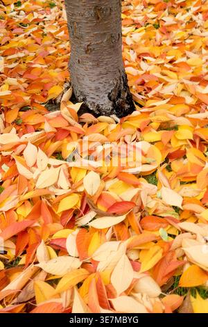 Bright orange and yellow autumn leaves fallen on the ground around a Prunus cerasifera Rancho tree trunk in a park Stock Photo