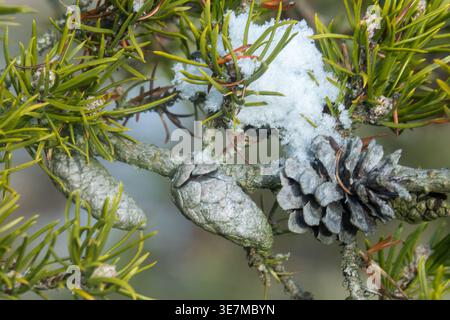 Pine cones and needles on a Pinus banksiana Jack pine branch covered with white snow in winter during January Stock Photo