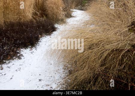Dry ornamental Panicum virgatum grass on a garden path covered with white snow during January in winter Stock Photo