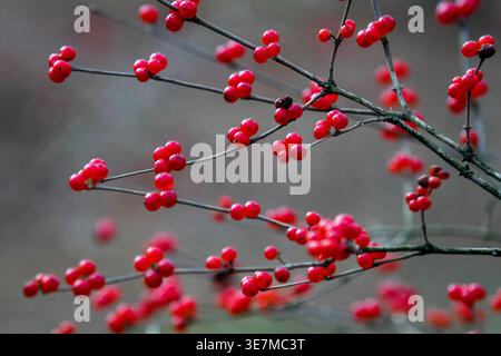 Bright red berries on thin branches of a Viburnum shrub during late autumn in a garden Stock Photo