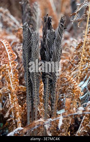 Dark brown fertile fronds of a Matteuccia struthiopteris ostrich fern standing in a garden during January in winter Stock Photo