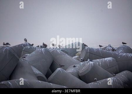 Flock of Seagulls Resting on Tetrapods in Foggy Coastal Light Stock Photo