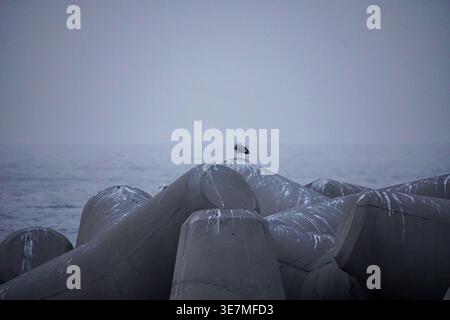 Lone Seagull on Tetrapods by a Foggy Sea Stock Photo
