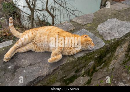 Cute ginger tabby cat stretching and relaxing on a rock fence outdoors Stock Photo