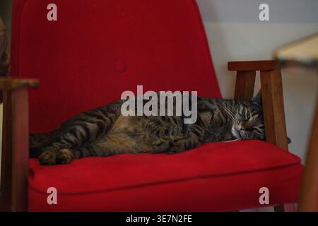 Tabby domestic cat resting on a red chair. High quality photo Stock Photo