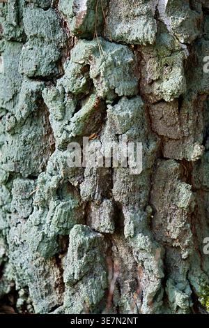 Close-up of the rough texture of pine bark. High quality photo Stock Photo