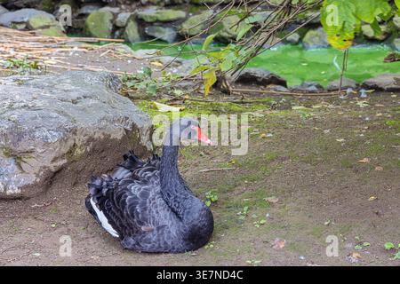 Black swan sitting next to a pond in a forest Stock Photo