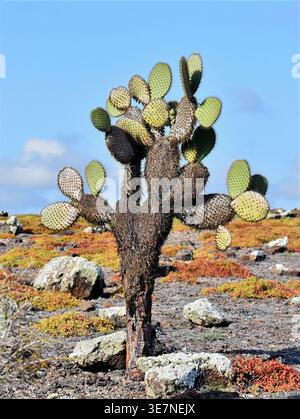 Opuntia cactus in volcanic landscape, Galapagos Islands, Ecuador Stock Photo
