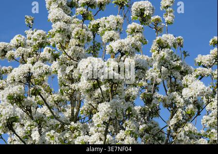 springtime flowering white apple blossom on tree, norfolk, england Stock Photo