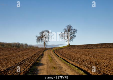 A farm track runs uphill between ploughed fields toward two leafless trees on the horizon, Cusworth, Doncaster, South Yorkshire. Stock Photo