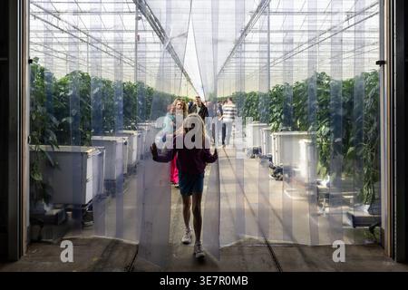 IJSSELMUIDEN - Visitors in a greenhouse of a green bell pepper nursery during Kom in de Kas. At this annual event, interested parties are welcome at over a hundred greenhouse horticulture companies to see how flowers, vegetables, and fruit grow. VINCENT JANNINK / ANP netherlands out - belgium out Stock Photo