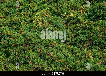 Background with bright, saturated green leaves, abstract background Stock Photo