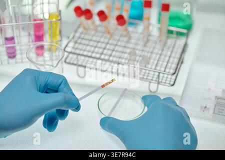 Hands of Indian male chemist wearing gloves holding test strips over petri dish in laboratory Stock Photo