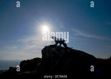 Silhouette of an otter on a rock against a bright sun, over calm sea and blue sky. Stock Photo