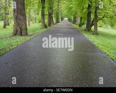 Wet asphalt path through a park alley with lush green trees after rain in the Czech Republic Stock Photo