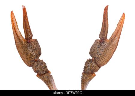 Close-up of live crayfish claws isolated on white background. Two pincers of freshwater lobster or crawfish. Clipping path Stock Photo