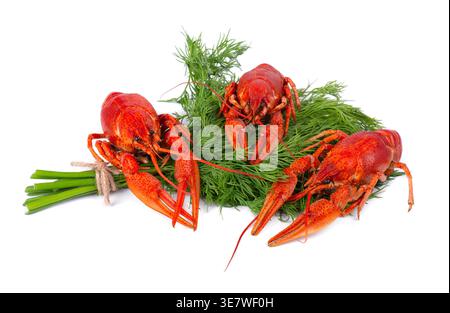 Three boiled red crayfish with fresh dill isolated on white background. Freshwater lobster or crawfish Stock Photo