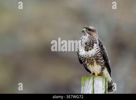 Common Buzzard (Buteo buteo) perched on wooden post, Isle of Mull, Scotland Stock Photo