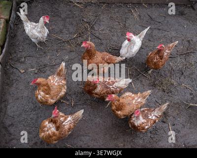 High angle view of brown and white chickens standing on a muddy ground in a poultry yard in the Czech Republic Stock Photo