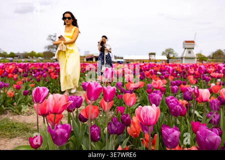 Women walking through tulips, tulip flowers at Tulleys Tulip fields UK - rows of colourful tulips in flower in spring; Tulleys Yard, Hertfordshire UK Stock Photo