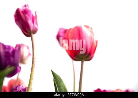 Colourful pink and purple  tulips seen from below against a white background. Tulip flowers Stock Photo