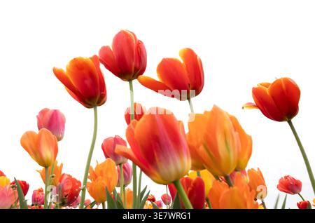 Colourful Orange and Red tulips in spring seen from below against a white background. Tulip flowers Stock Photo
