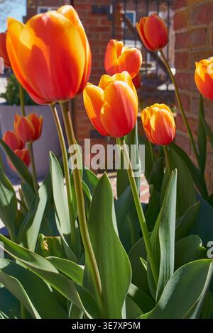 Bright tulip displays line the streets of Lewes, Delaware during the 2026 Tulip Celebration, showcasing vibrant spring color across the historic coast Stock Photo