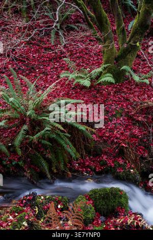 A serene forest scene showcasing a stream meandering through lush green ferns and a thick carpet of fallen red maple leaves during autumn Stock Photo