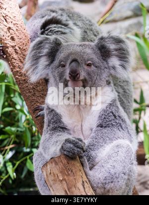 A fluffy koala with large ears and a black nose rests comfortably on a tree branch, surrounded by lush green foliage Stock Photo