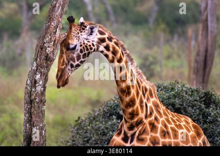 Rothschild’s giraffe (Giraffa camelopardalis rothschildi) close-up portrait in Nairobi, Kenya. Stock Photo