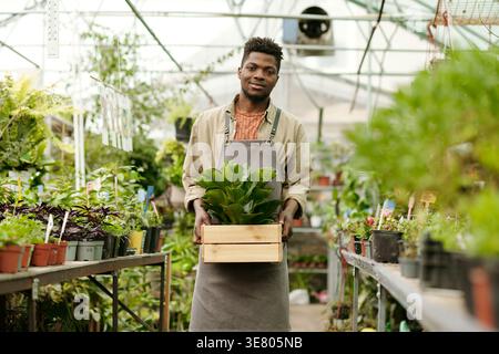 Smiling Black male gardener carrying plant in wood pot while standing in greenhouse during daytime Stock Photo