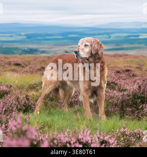 golden retriever standing on a heather clad moorland Stock Photo