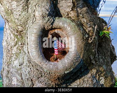A miniature AMER can flag has been placed inside a knothole in an old cherry tree Stock Photo