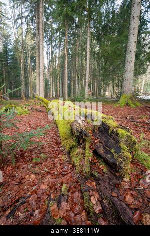 Fallen tree covered by moss in the Bavarian Forest National Park, Bayerischer Wald, Bavaria, Germany Stock Photo