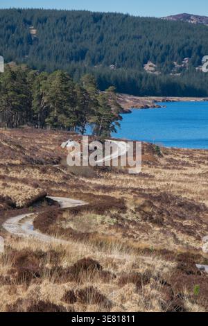 Winding dirt path threads through golden heath toward pine woodland beside the bright blue waters of Loch Grannoch in Galloway Forest Park, Scotland, Stock Photo
