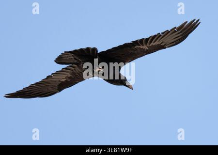 Common Raven Flying Under Blue Sky, Alcoy, Spain Stock Photo