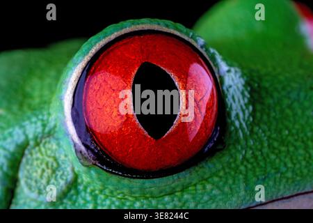 Extreme macro of a red-eyed tree frog eye reveals vivid red iris, vertical pupil, and intricate green skin texture in stunning ultra sharp detail Stock Photo