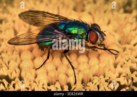 Macro of a greenbottle fly with iridescent abdomen, intricate wing veins and vivid compound eyes, feeding on nectar from a dog daisy bloom. Stock Photo