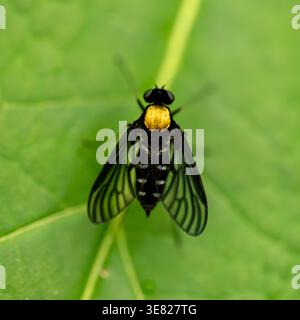 Golden-Backed Snipe Fly Rests On A Green Leaf in Shenandoah national Park Stock Photo