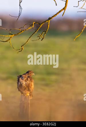 Common buzzard perching on a wooden post in a rural field during a golden hour Stock Photo