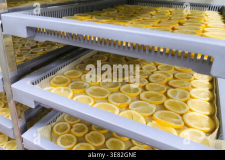 Lemons and oranges cut into slices are dried on baking trays on racks in drying cabinets Stock Photo
